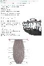miniatuur van bijgevoegd document 2 van SystemRomedic Tilband StretcherSling 