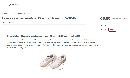 miniatuur van bijgevoegd document 3 van Elastische sportschoenveters PR55026; PR55027